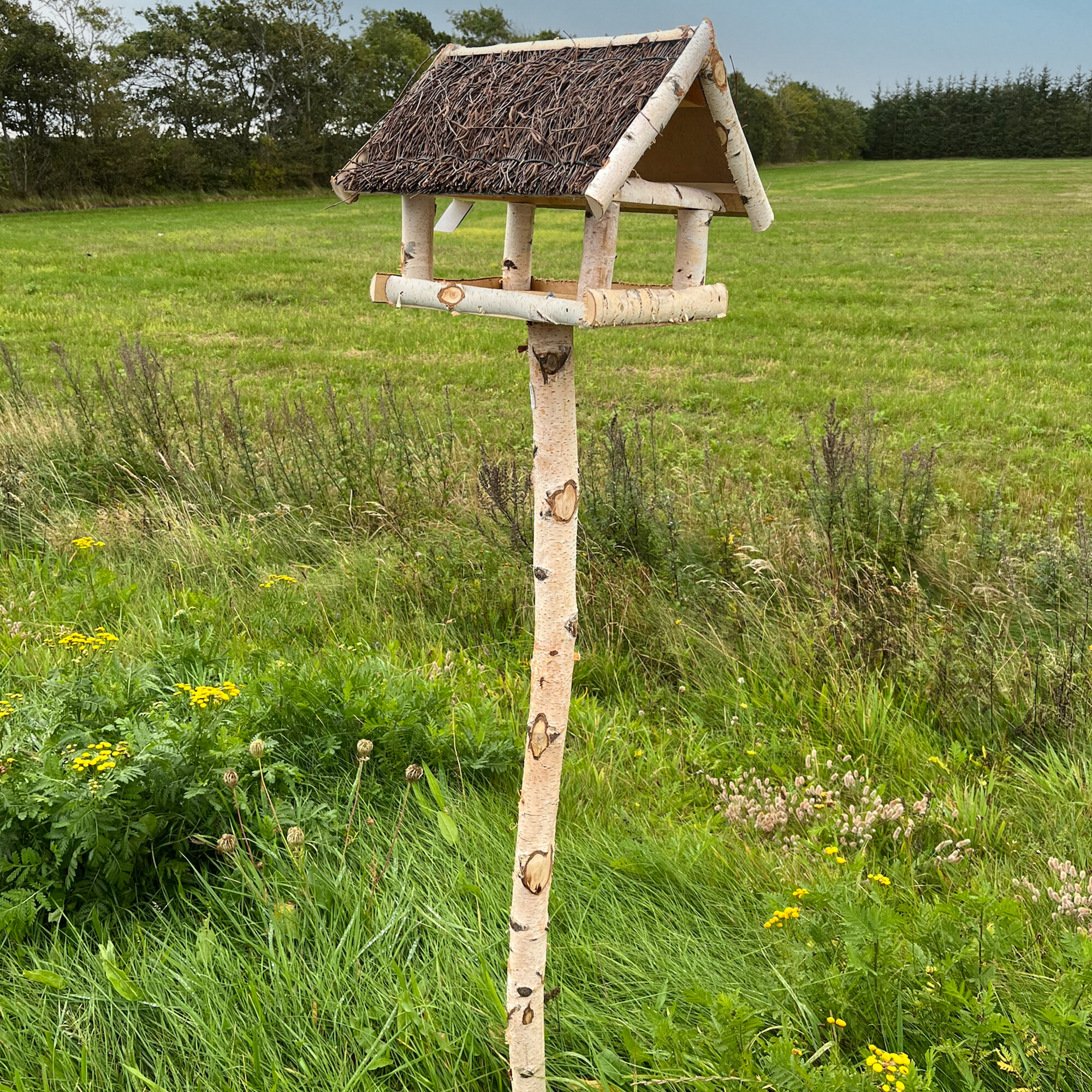 Fuglehus i birketræ med fod.
Børstet tag