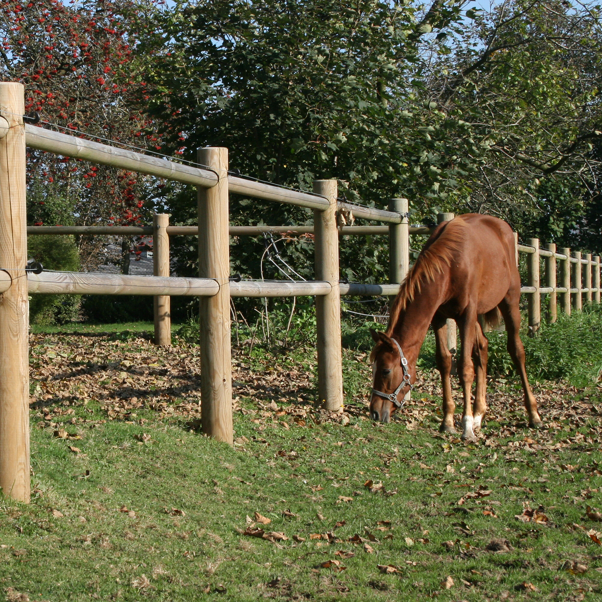 Horse fence 80 m