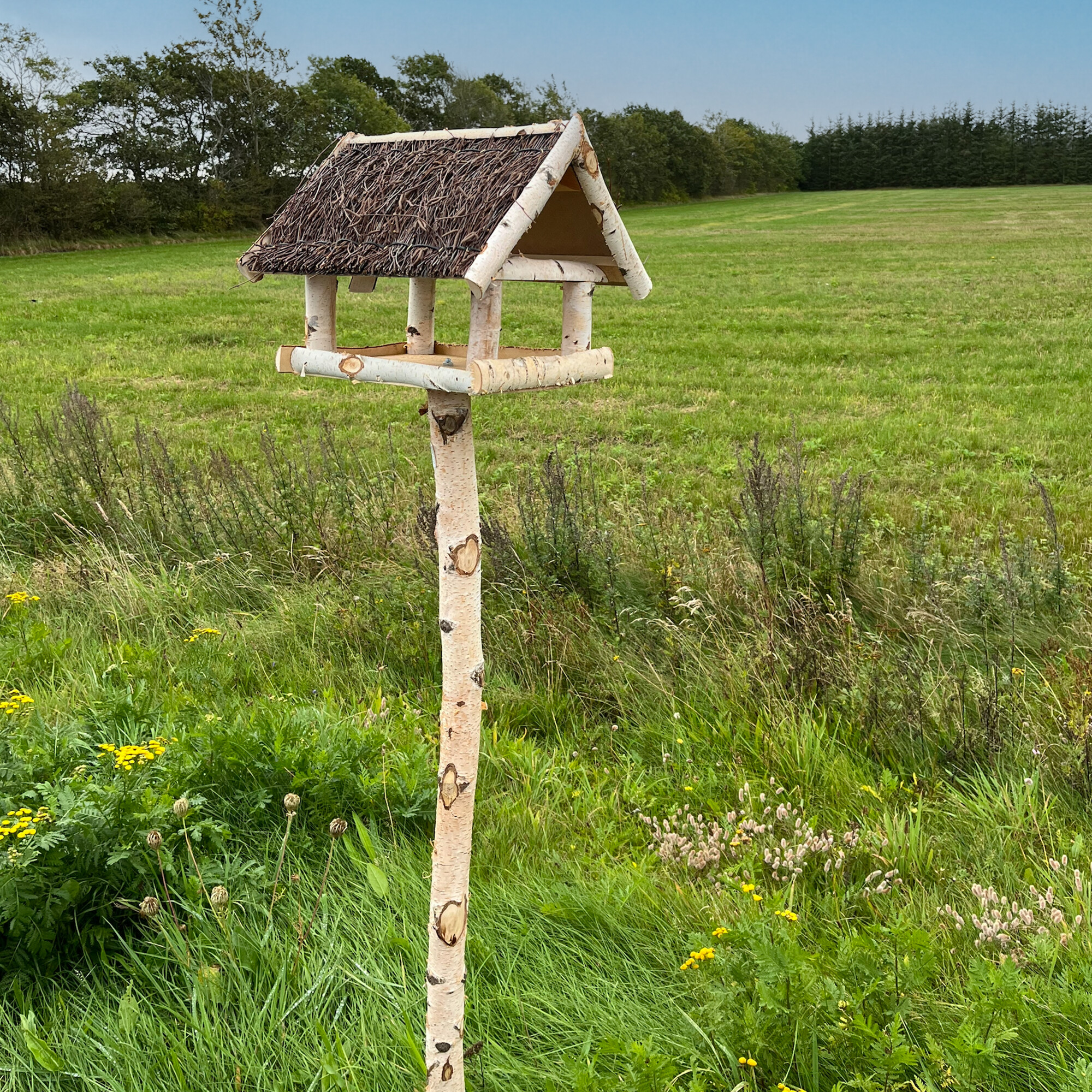 Fuglehus i birketræ med fod.
Børstet tag